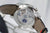 Ulysse Nardin Perpetual Manufacture 43mm - Limited Edition - The Luxury Well